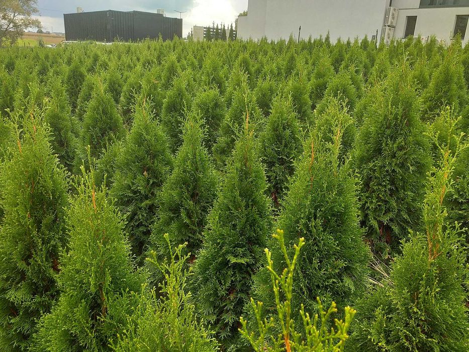 Tuja szmaragd PRODUCENT 30 - 150 cm - RABATY