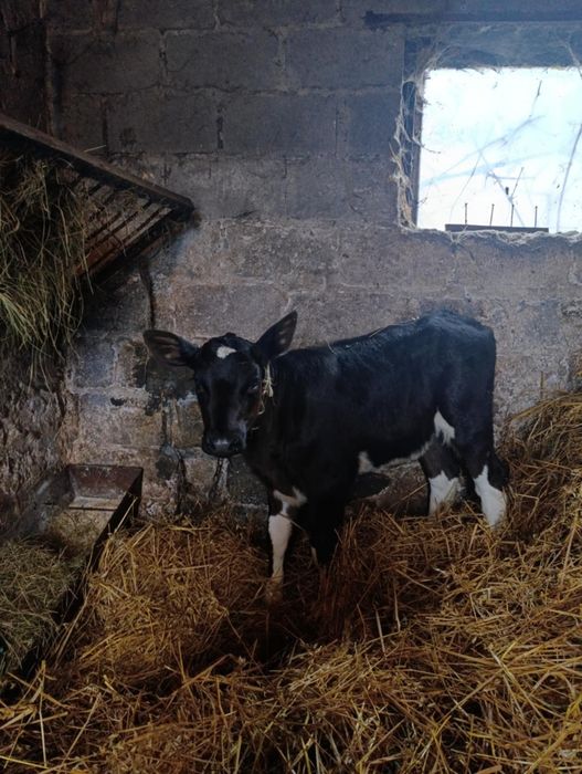 Cielak żarłok jałówka