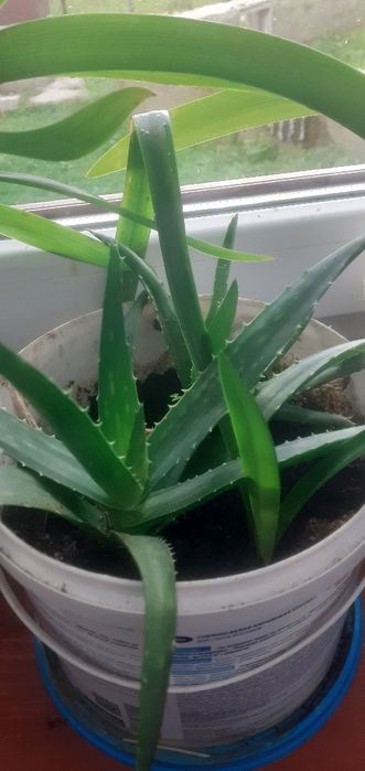 Гіпеаструм, Амариліс, Калла,  Алоє, Калатея, Юка кімнатна.