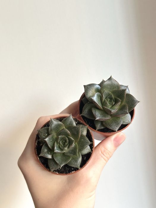 Сукуленти ечеверія красула