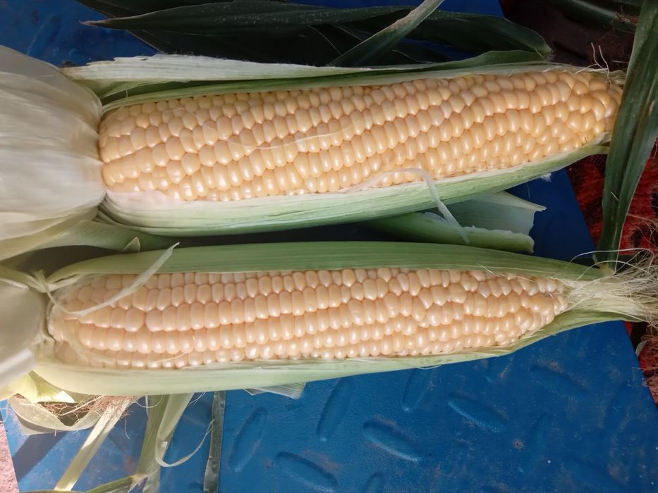 Солодка кукурудза продам