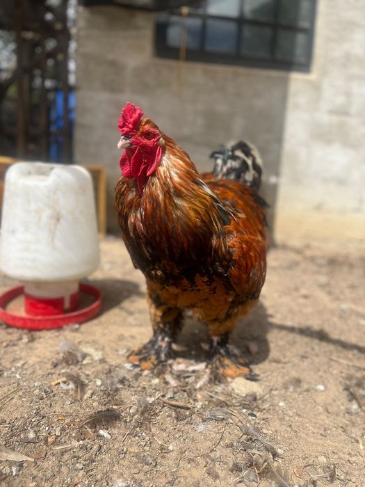 Casal Brahma com 1 ano e meio