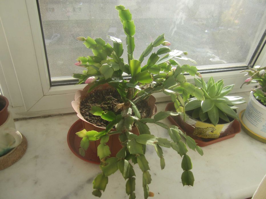 Цветок рождественник Schlumbergera (розовый)
