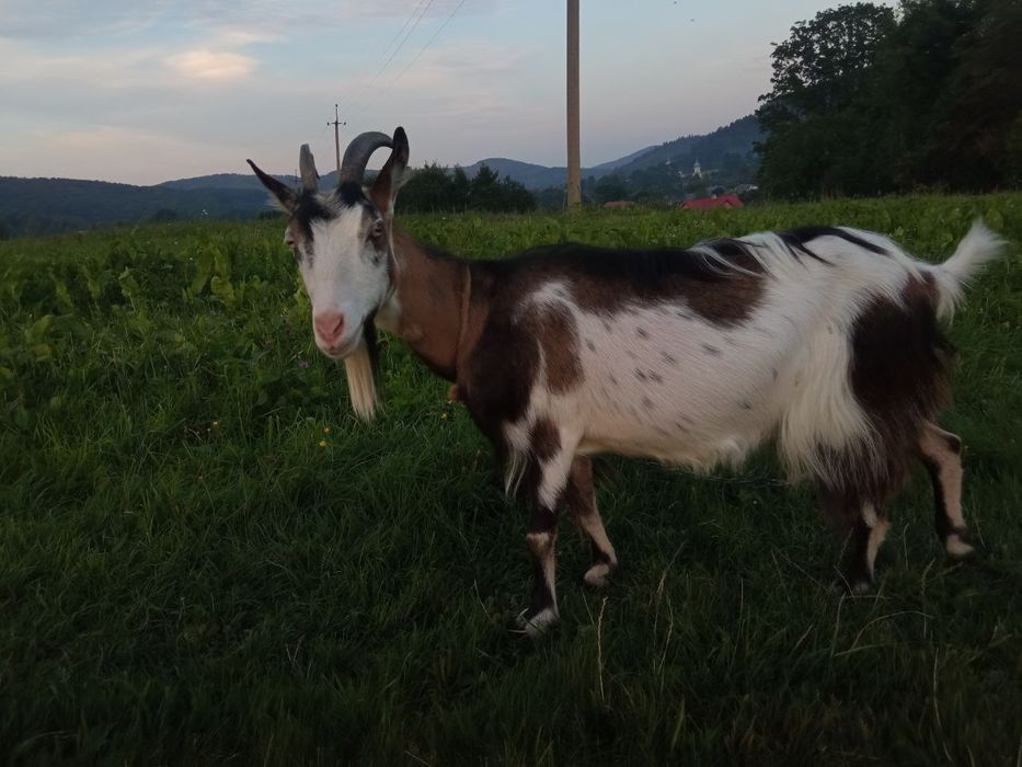 Породиста коза!!