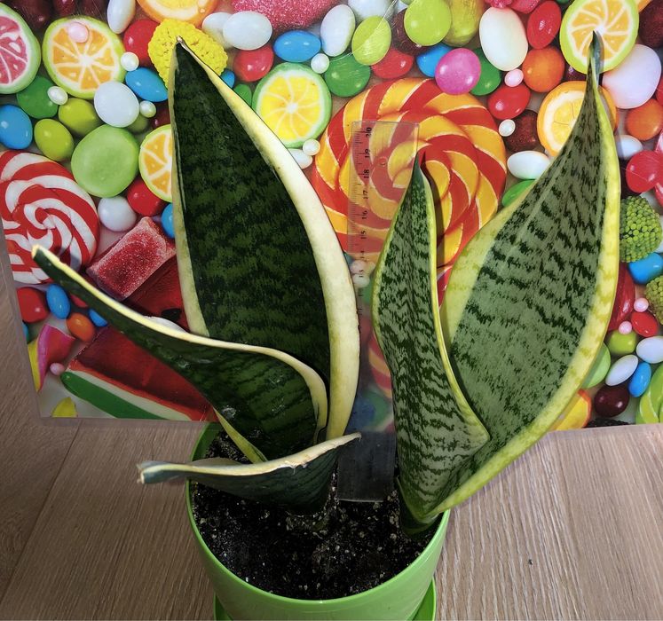 сансаверія сансевиерия футура суперба sansevieria
