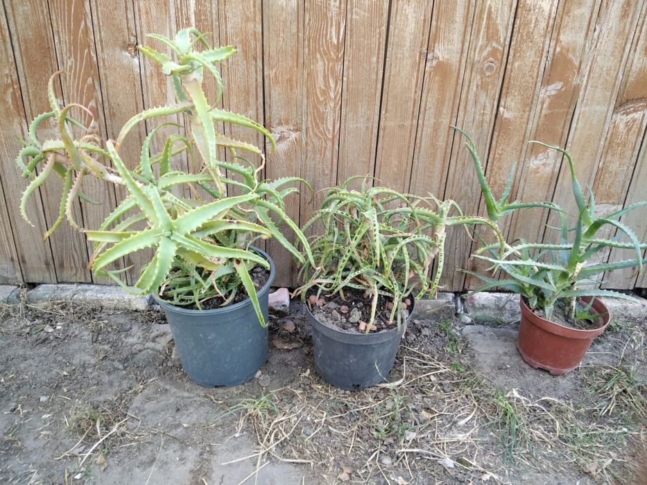 Комнатный цветок алое алоэ