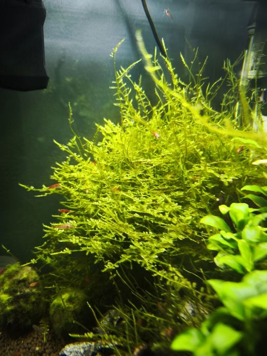 mech jawajski (Taxiphyllum barbieri)