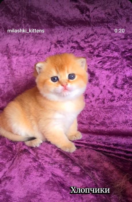 Котята - мишутки. Ручные и ласковые. Золотая шиншилла.
