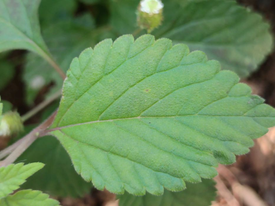 Erva Doce dos Aztecas - Lippia dulcis