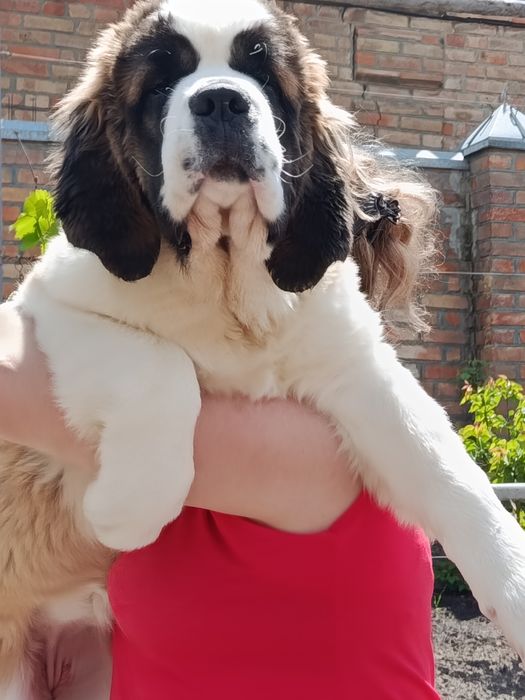 Щенки сенбернара