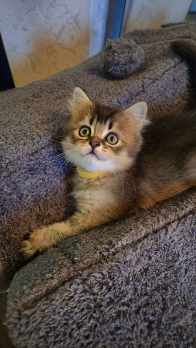 Золотий британський хлопчик