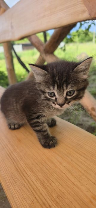 Котята бесплатно