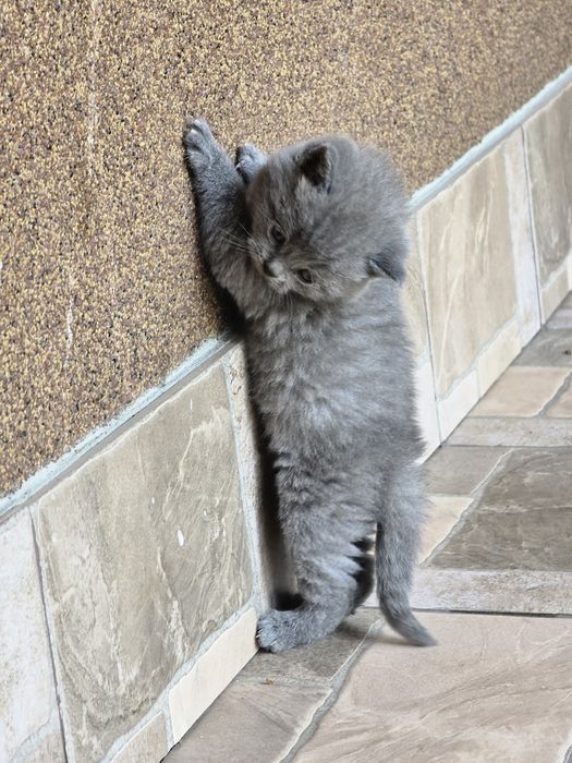 Котики прямовухі