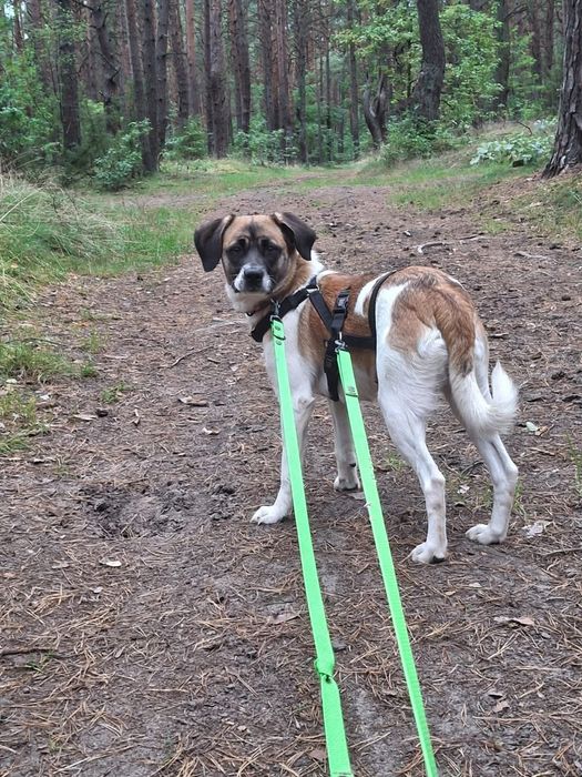 Minka, cudna 2 letnia suczka do adopcji