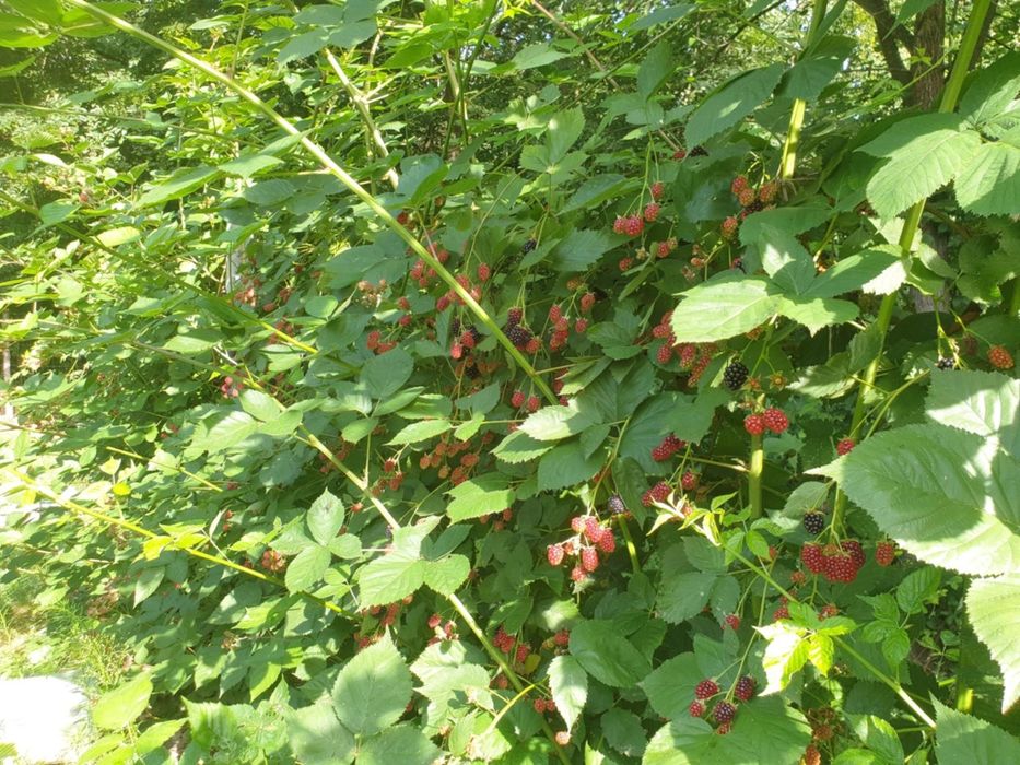 Jeżyna bezkolcowa duże sadzonki