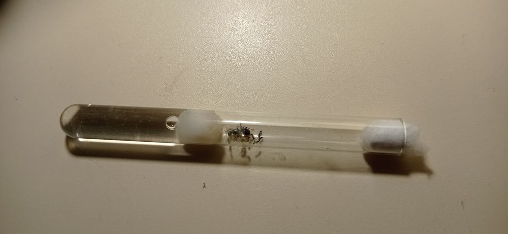 Messor structor: мурахи жнеці