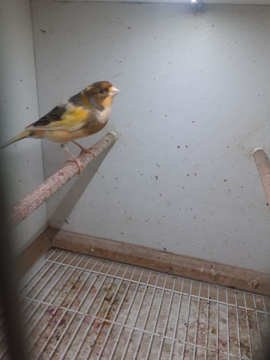 Kanarek samiec sprzedam