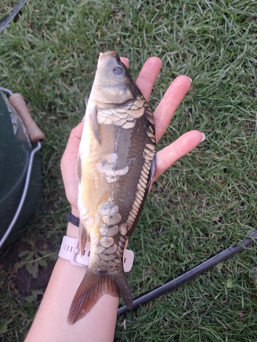 Karp kroczek 20-25cm