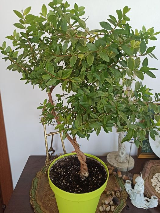 Мирт вариегатный миртовое деревце комнатное молодые растения