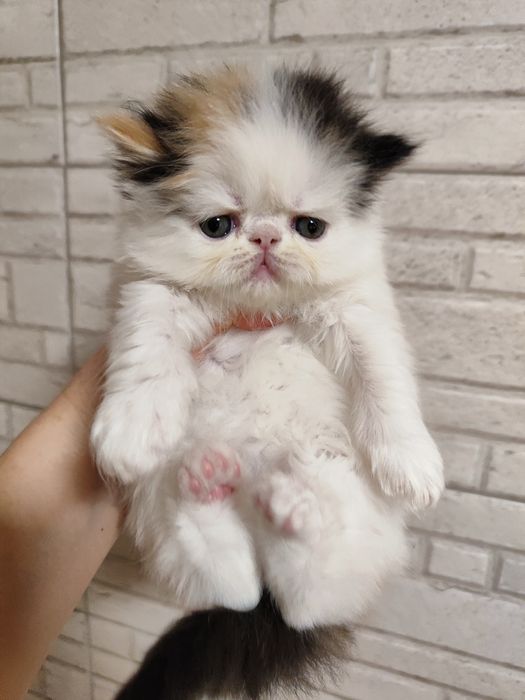 Питомник предлагает котят