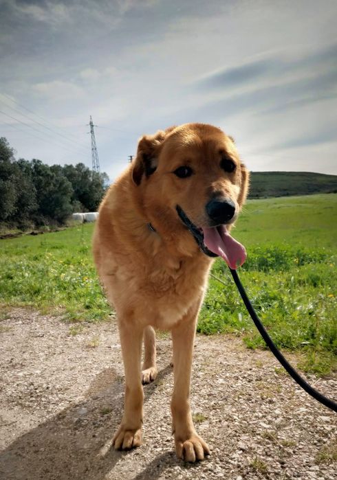 Benny - cão grande para adoção