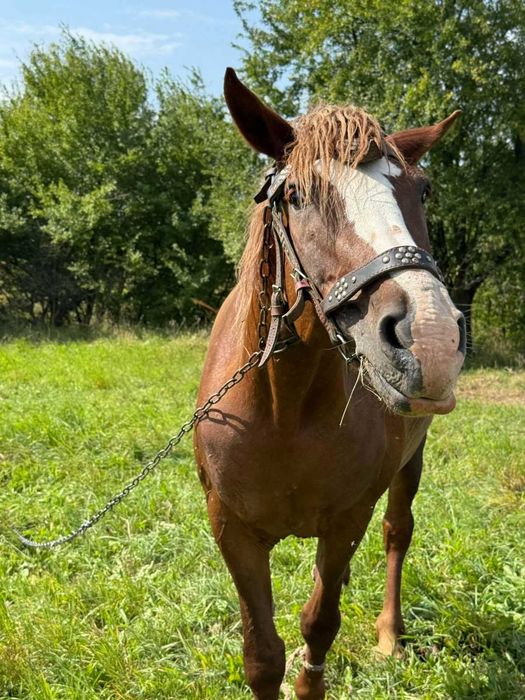 Продам Кобилу, 9 років
