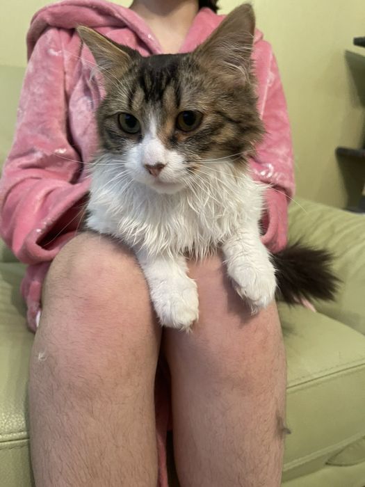 Котик, звати Міліон