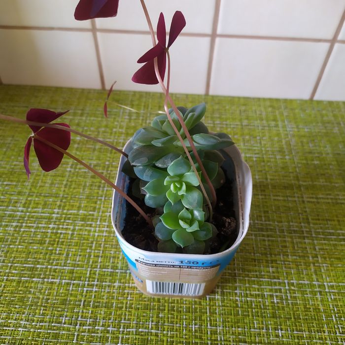 Сукуленти: еоніум, сєдум, ехеверія. Оксаліс