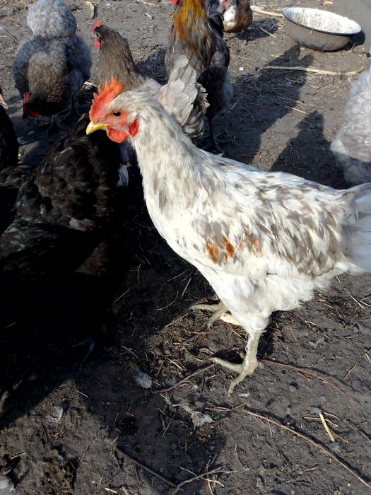 Продам петухів на плем'я.    .