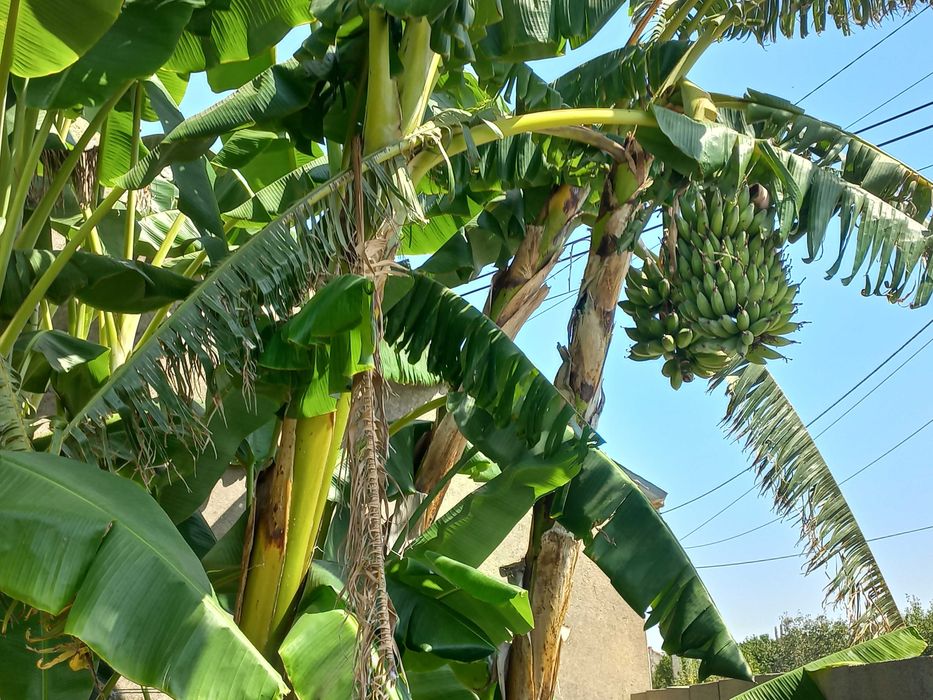 Bananeiras para Produção