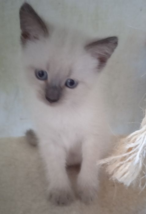 Сіамські кошенята, 3  місяці , хлопчики,  дівчинки.