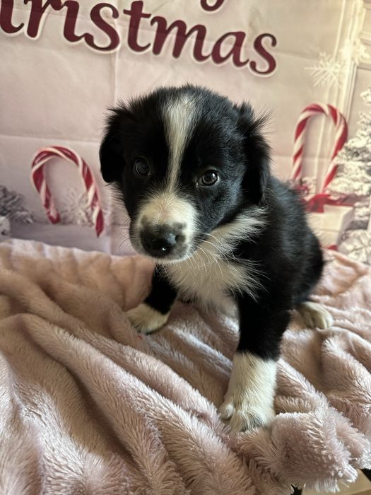 Szczeniak Border Collie