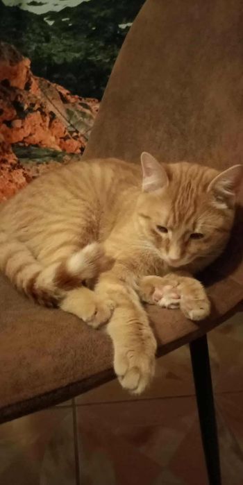 Rudasek Ignacy szuka domu