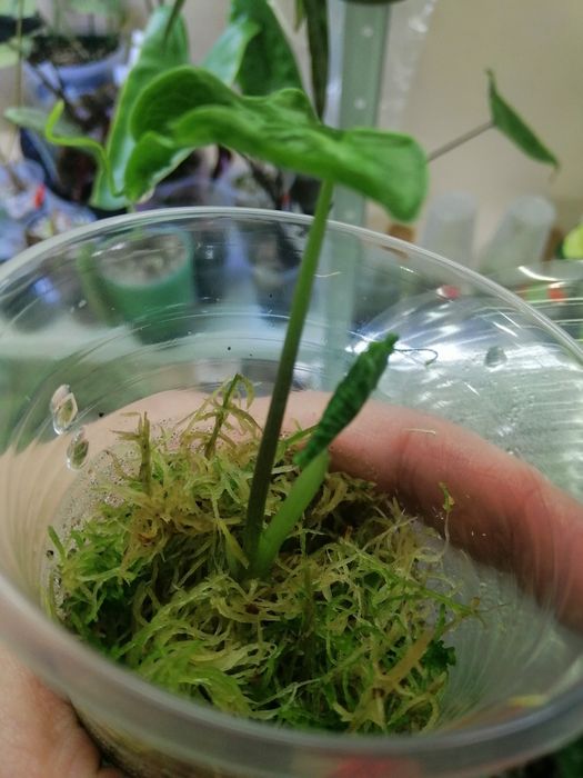 Алоказия Teletubbies ( телепузик)