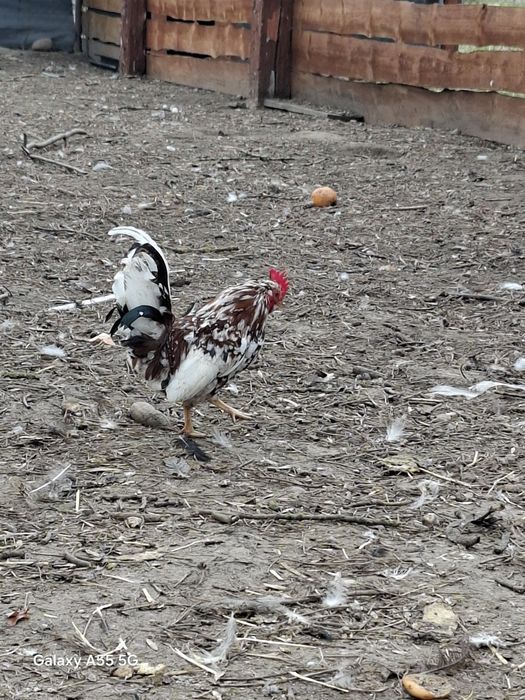 Kogut.iliputy  młode