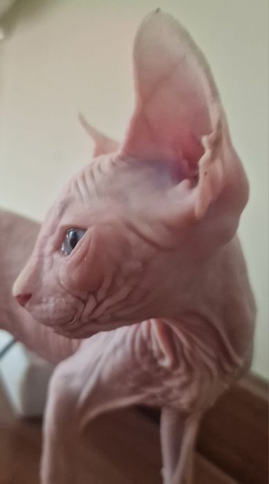 Gatinha sphynx olhos azuis