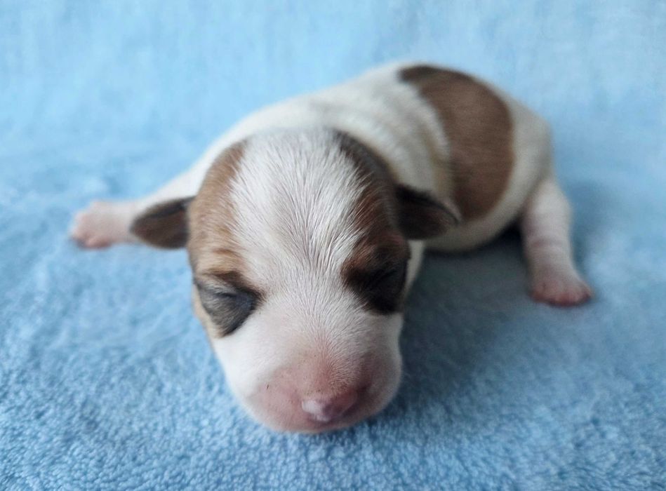 Jack Russell Terrier suczka gładkowłosa 1##