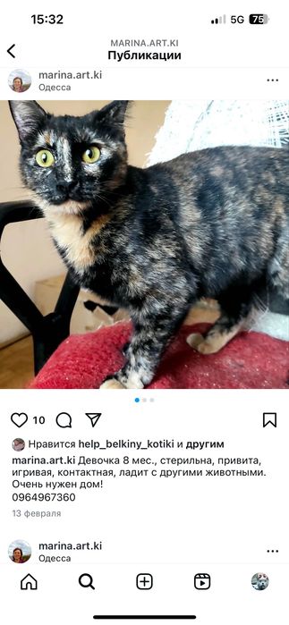 Красивые котики бесплатно