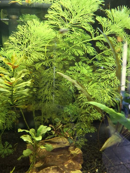 Podas limnophila sessiliflora >10cm