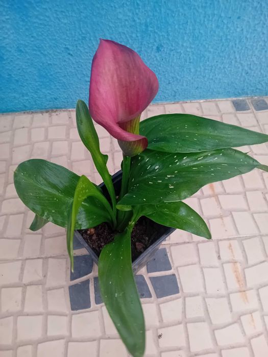Lirio Calla Zantedeshia