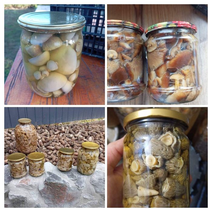 Гриби мариновані, рядовка, опеньки,