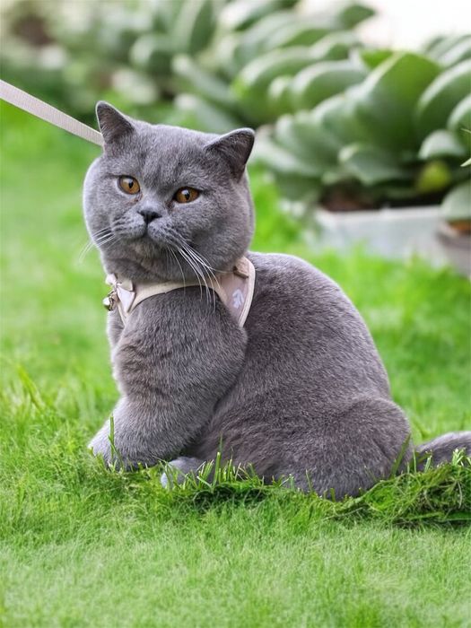 Kot brytyjski reproduktor krycie grupa B