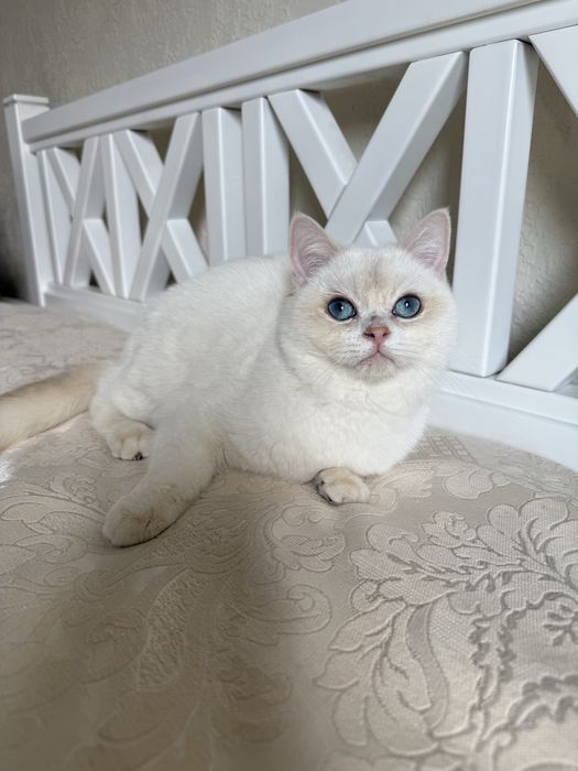 Золотий поінт хлопчик