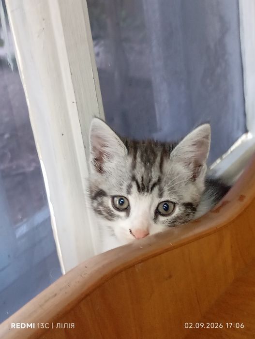 Кошеня. Кошенята. Котик.