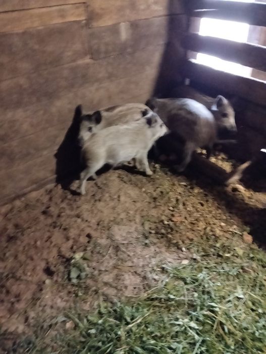 Продам поросят мангалиці