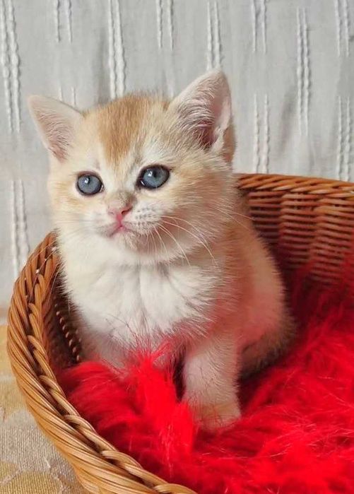 Шотландские котята (ЗОЛОТАЯ ШИНШИЛЛА)