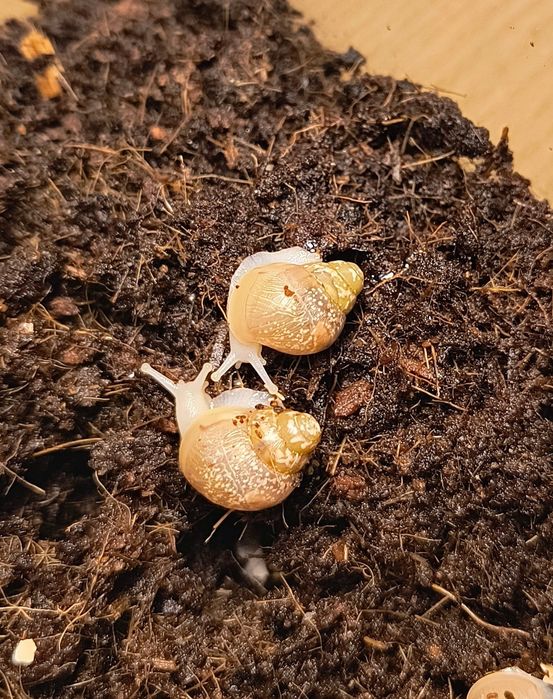 Lissachatina fulica albino body ślimaki