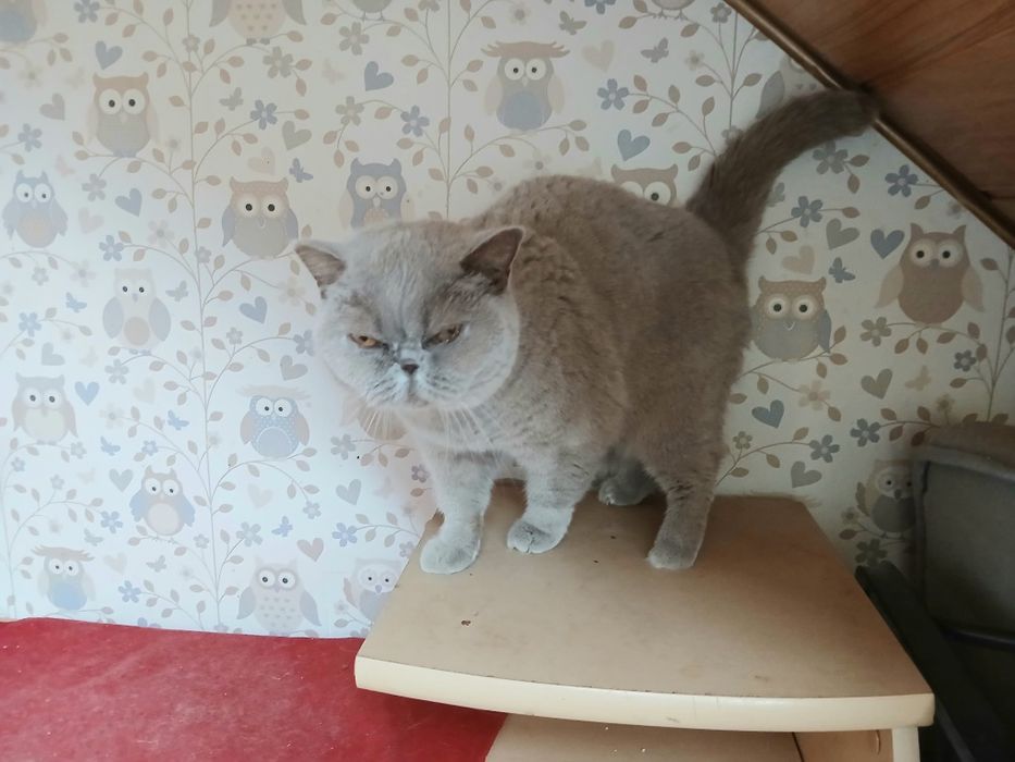 Kotka brytyjska do płatnej  adopcji.