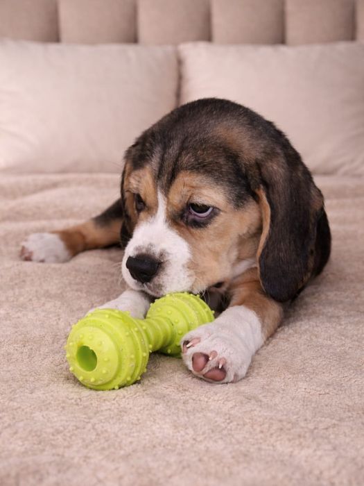 Бігль дівчинка. Цуценя бігля