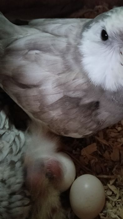 Desde 50€Aves domesticadas,caturras,loris,papagaios etc...